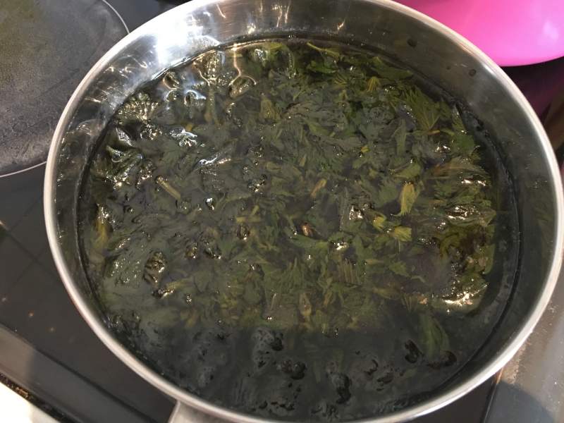 Boiling nettle in a pot