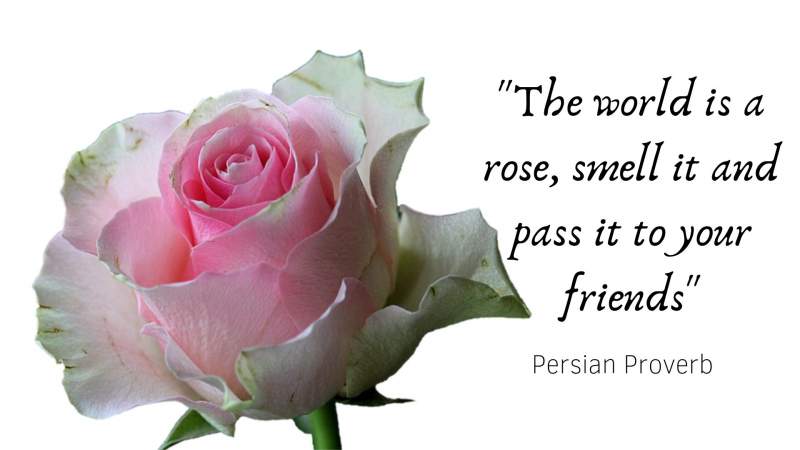 A beautiful rose with a saying next to it