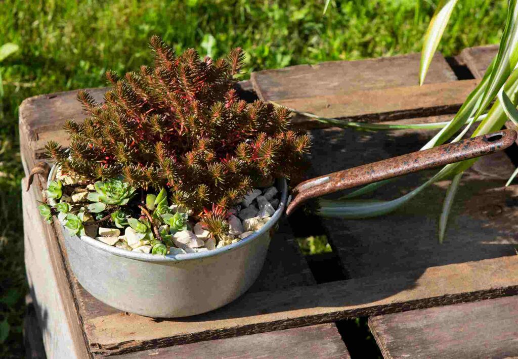 reusing kitchen pans as plantpots