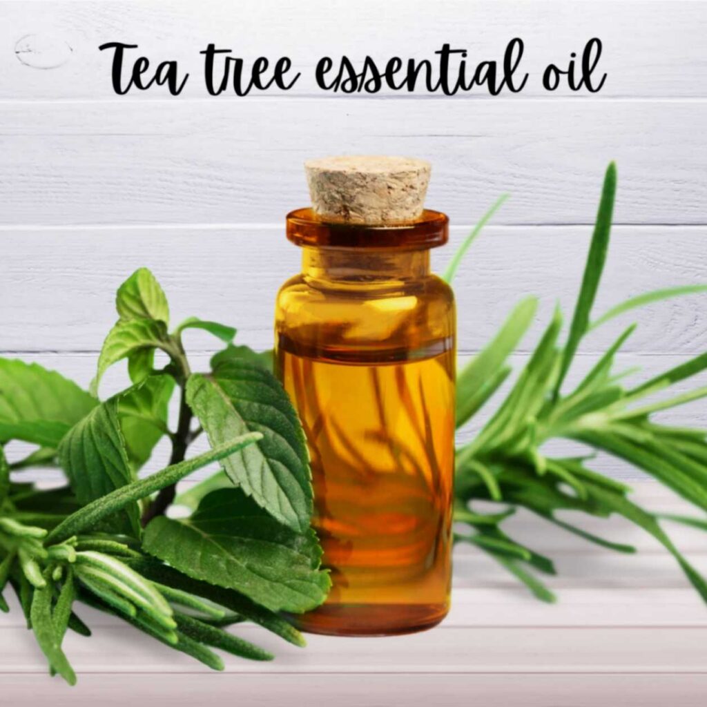 Tea tree essential oil in a bottle